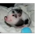 স্টিকার