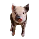 স্টিকার