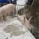 স্টিকার