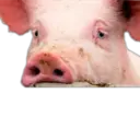 স্টিকার