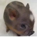 স্টিকার