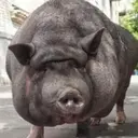 স্টিকার