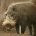 স্টিকার