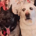 స్టికర్