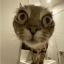 স্টিকার