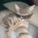 স্টিকার