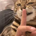 স্টিকার