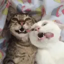 স্টিকার