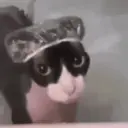 স্টিকার