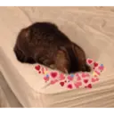 স্টিকার