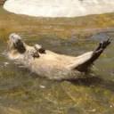 ස්ටිකර්