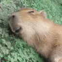 ස්ටිකර්