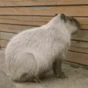 ස්ටිකර්