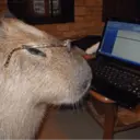 ස්ටිකර්