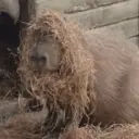 ස්ටිකර්