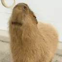 ස්ටිකර්