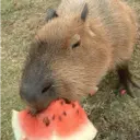 ස්ටිකර්