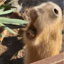 ස්ටිකර්