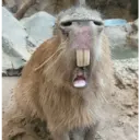 ස්ටිකර්