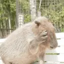 ස්ටිකර්