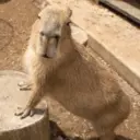 ස්ටිකර්