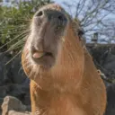 ස්ටිකර්