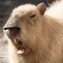 ස්ටිකර්