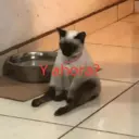 Կպչուն պիտակ