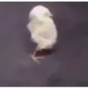 สติกเกอร์