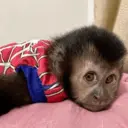 స్టికర్