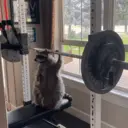 Կպչուն պիտակ