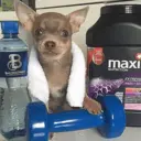 Կպչուն պիտակ