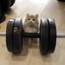 Կպչուն պիտակ