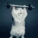 Կպչուն պիտակ