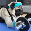 Կպչուն պիտակ