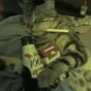 ស្ទីកเกอร์