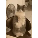 స్టికర్