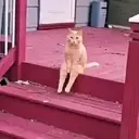 ஸ்டிக்கர்