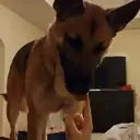 ஸ்டிக்கர்