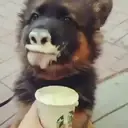 ஸ்டிக்கர்