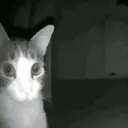 স্টিকার