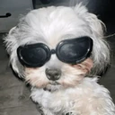 ஸ்டிக்கர்