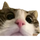 สติกเกอร์