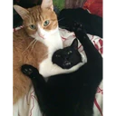 ஸ்டிக்கர்