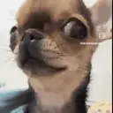 স্টিকার