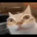 Կպչուն պիտակ