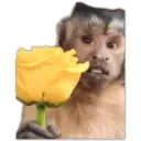 ස්ටිකර්