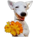 ස්ටිකර්