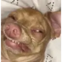 ස්ටිකර්