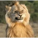 ස්ටිකර්